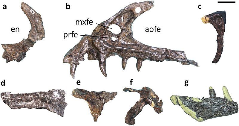 File:Fukuivenator skull.jpg