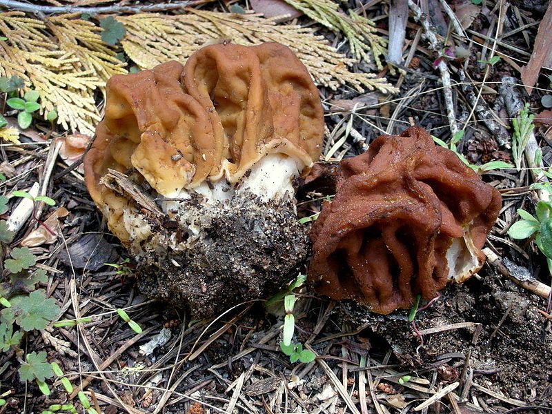 File:Gyromitra gigas 85397.jpg