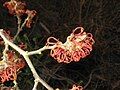 Hamamelis 'Jelena' close-up flowers