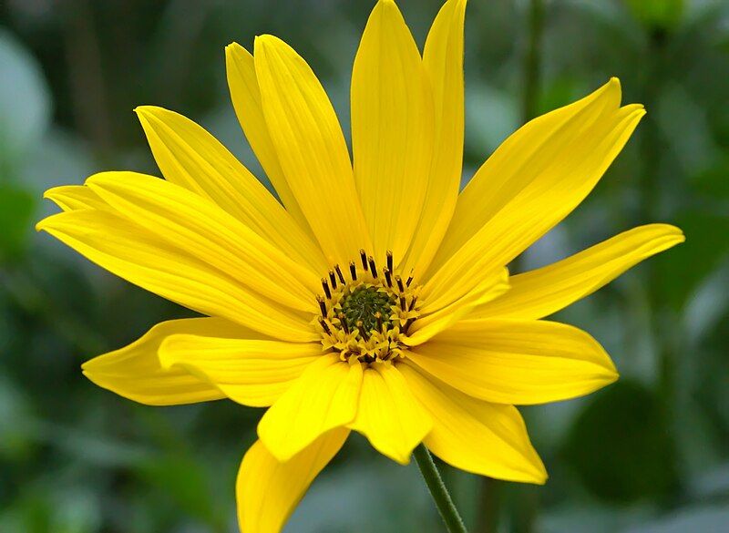 File:HelianthusTuberosus.jpg