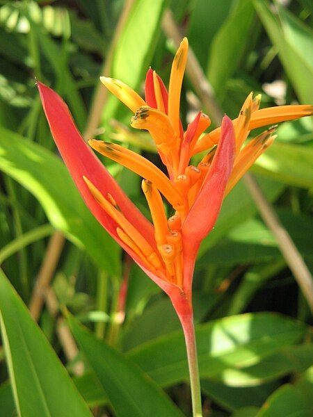 File:Heliconia aurantiaca1.JPG