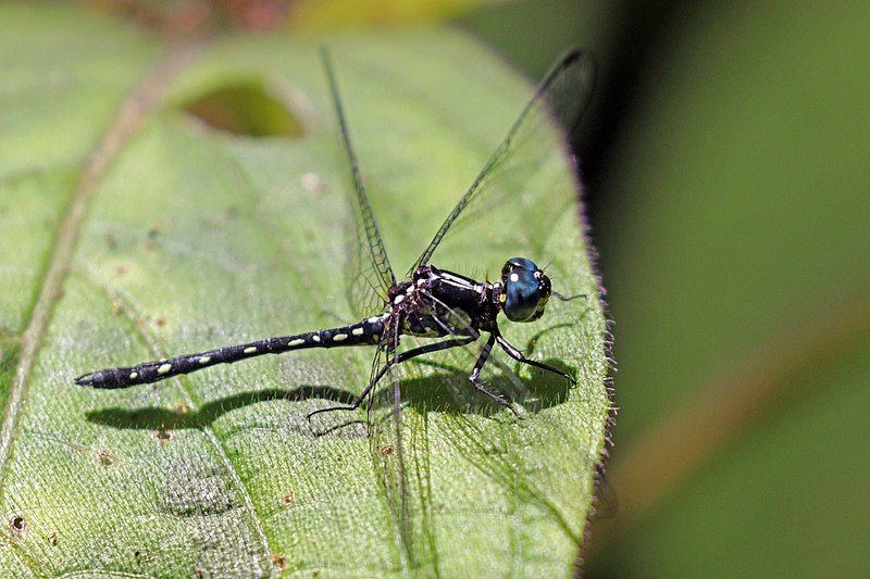 File:Junglewatcher (Neodythemis pauliani).jpg