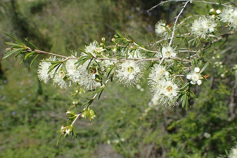 File:Kunzea occidentalis.jpg