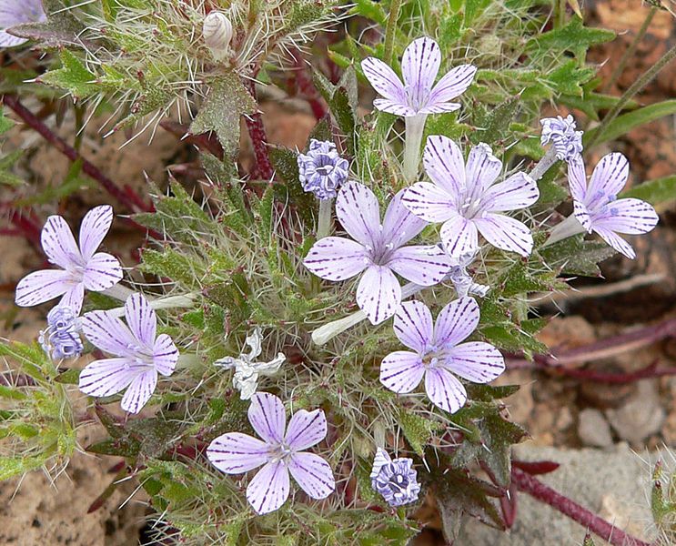 File:Langloisia setosissima 8.jpg