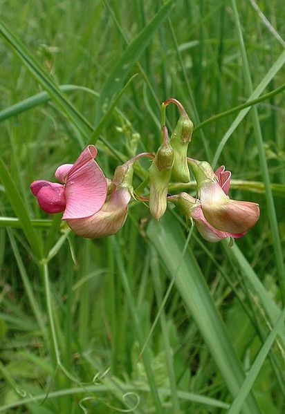 File:Lathyrus sylvestris1.jpg