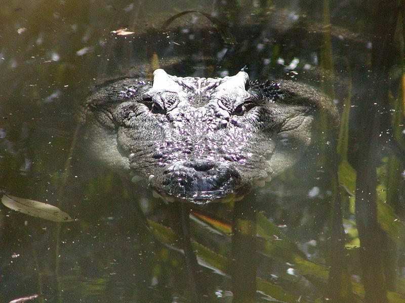 File:Leistenkrokodil HartleysCreekCrocodileFarm.JPG