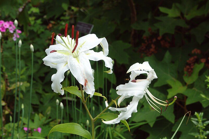 File:Lilium speciosum 2.jpg