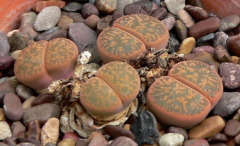 File:Lithops lesliei 1.jpg