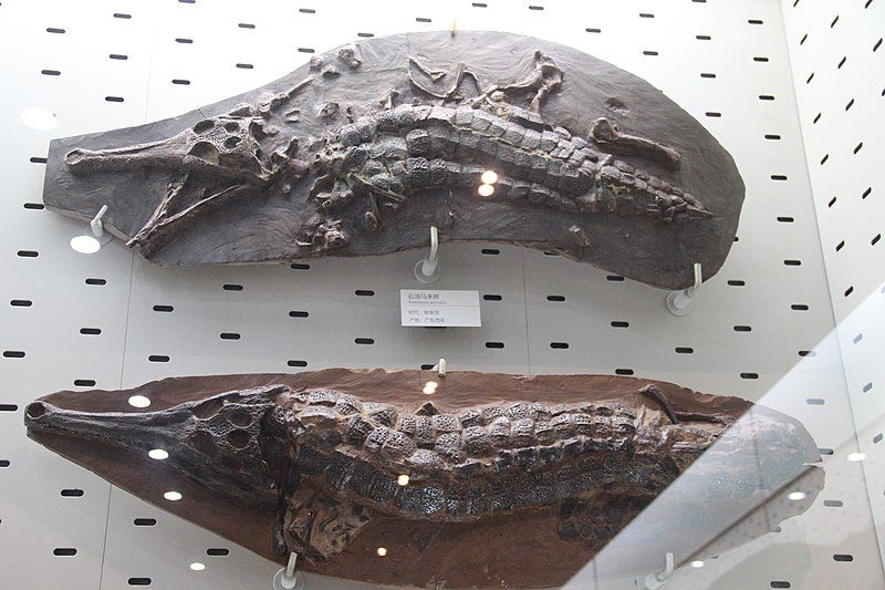 File:Maomingosuchus petrolica.jpg