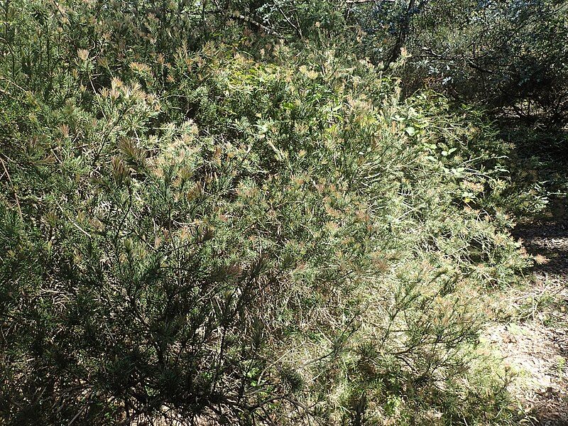 File:Melaleuca subulata habit.jpg