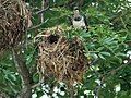 Female with nest - Cairns, Queensland