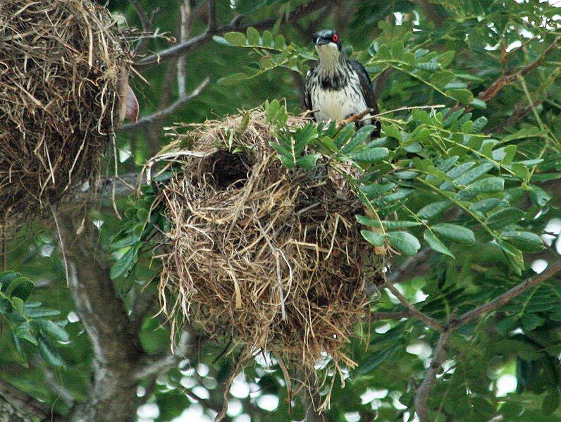 File:Metallic Starling RWD2.jpg