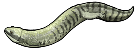 Microbrachis was a lepospondyl amphibian known from the Czech Republic.