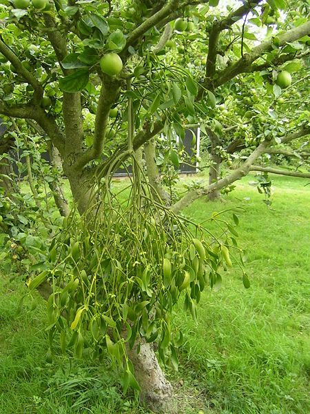 File:Mistletoe 1.jpg