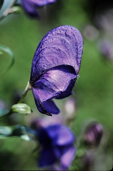 File:Monkshood.jpg