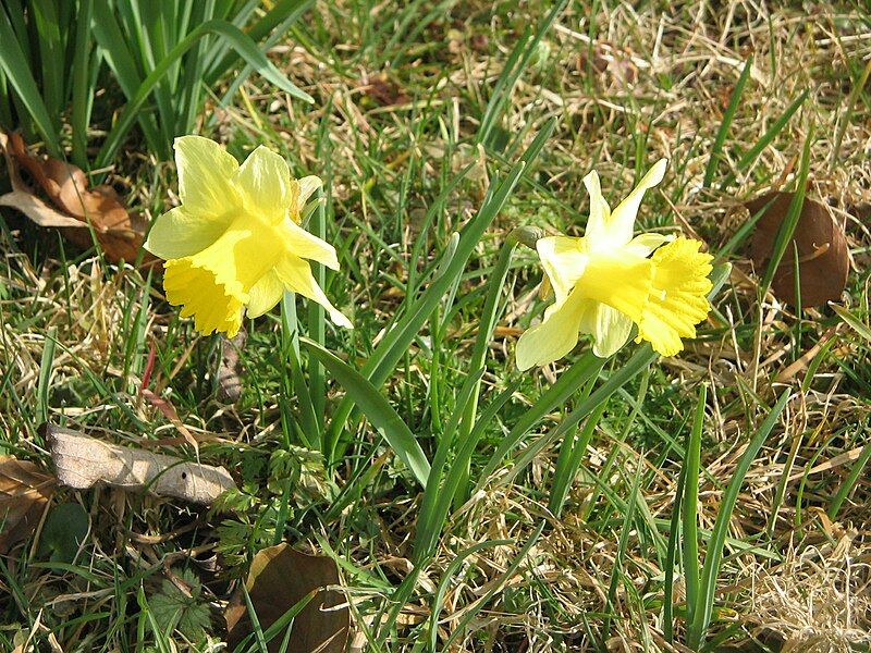 File:Narcissus pseudonarcissus003.jpg