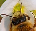 Apis mellifera eyes details