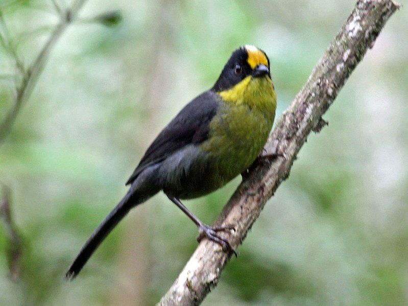 File:Pale-naped Brush-Finch RWD3.jpg