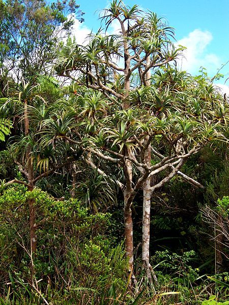 File:Pandanus montanus habit.JPG