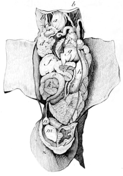 File:Parmacella olivieri anatomy.png