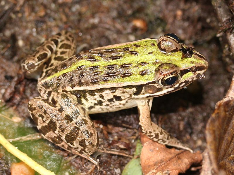 File:Pelophylax nigromaculatus s1.JPG