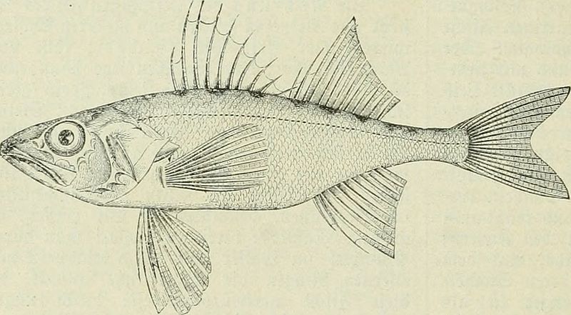 File:Percarina demidoffii.jpg