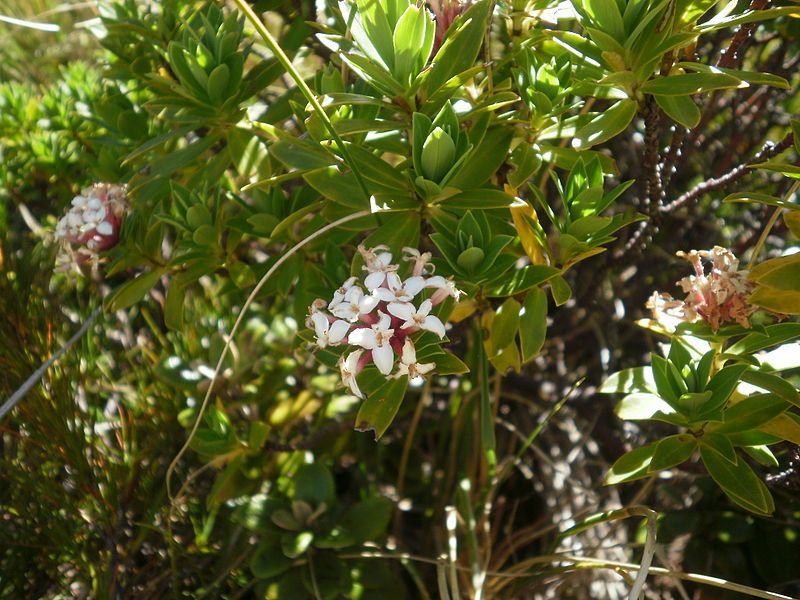 File:Pimelea longifolia 11.JPG