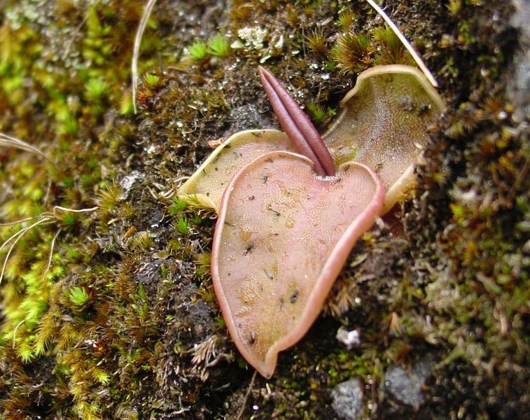 File:Pinguicula acuminata ne1.jpg