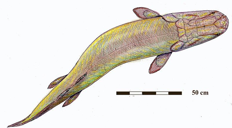 File:Platycephalichthys bischoffi.jpg