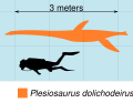 Plesiosaurus