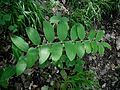 Polygonatum multiflorum