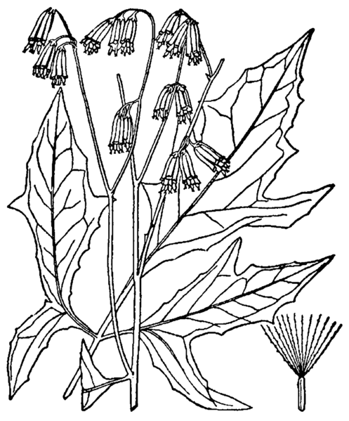 File:Prenanthes trifoliolata BB-1913.png