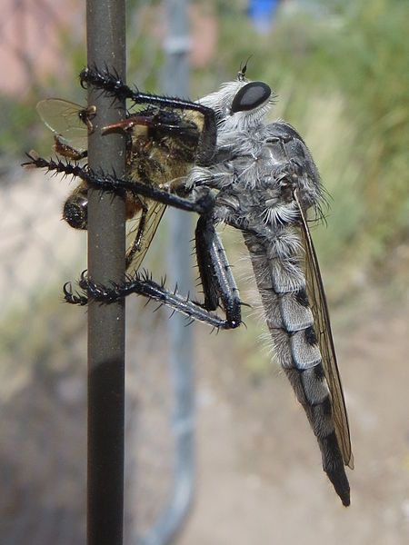 File:Promachus nigrialbus female.jpg