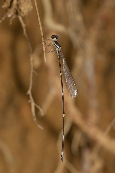 File:Protosticta gravelyi-Kadavoor-2016-06-25-002.jpg