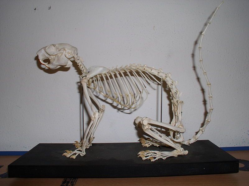 File:Ratufa skeleton.JPG