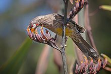 A bird feeding on flowers on a branch