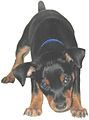 Miniature Pinscher (puppy)