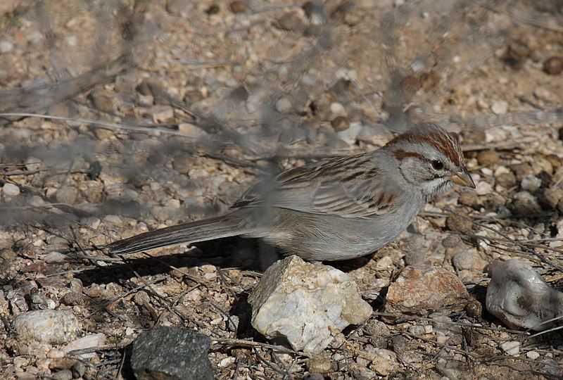 File:Rufous-winged sparrow.jpg