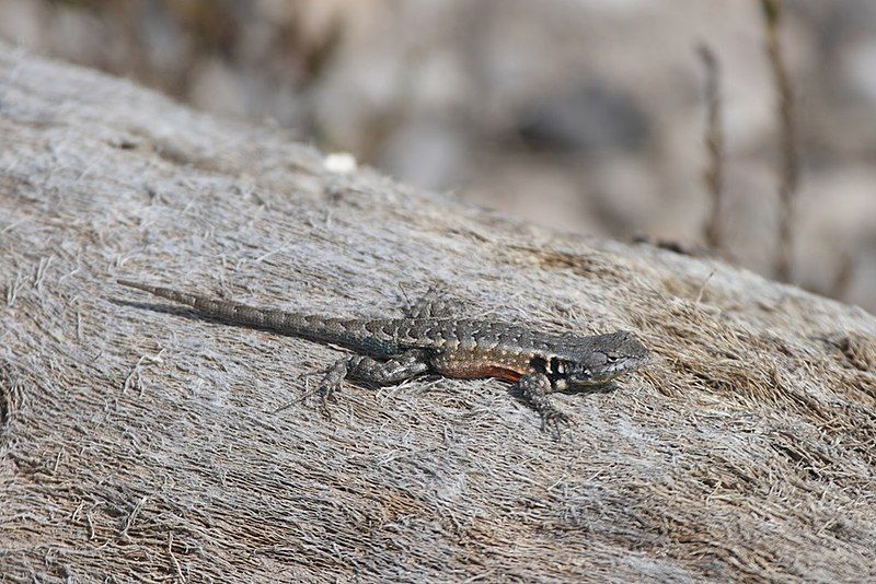 File:Sceloporus parvus.jpg