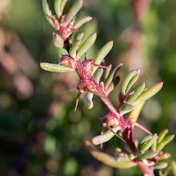 File:Sclerolaena tricuspis.jpg