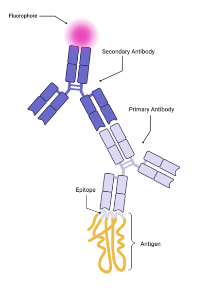 File:Secondary Immunofluorescence.png