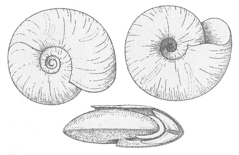 File:Segmentina nitida.png