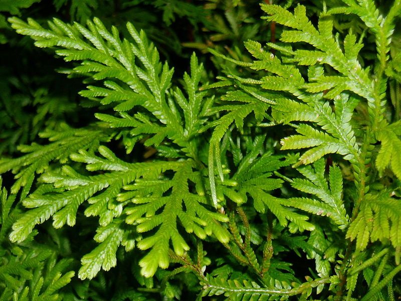 File:Selaginella canaliculata.jpeg