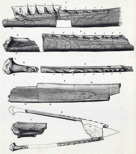 File:Serradraco sagittirostris.jpg