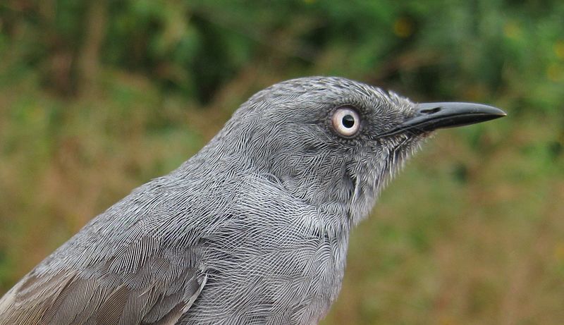 File:SierraLeonePrinia.JPG