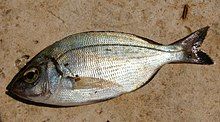 Photograph of the side of the fish. It is lying on sand