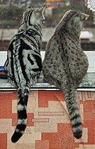 Black-blotched (left) and spotted (right) tabby British Shorthair cats