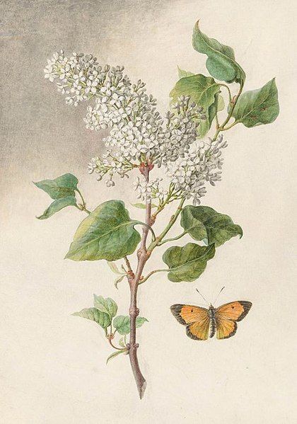 File:Syringa vulgaris00.jpg