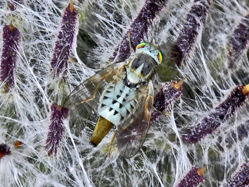 File:Tephritidae -Terellia serratulae.JPG