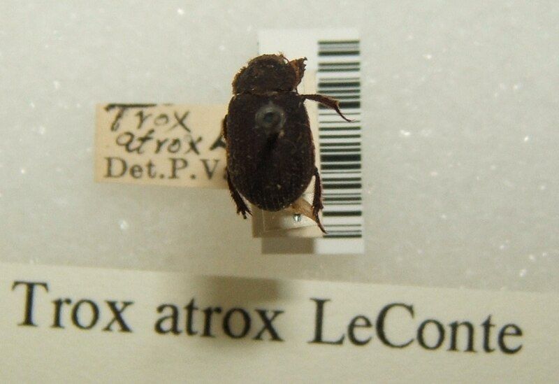 File:Trox atrox sjh.jpg